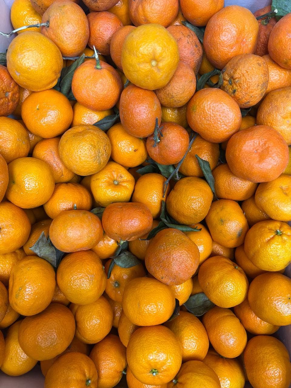 Mandarin Oranges (نارنگی)